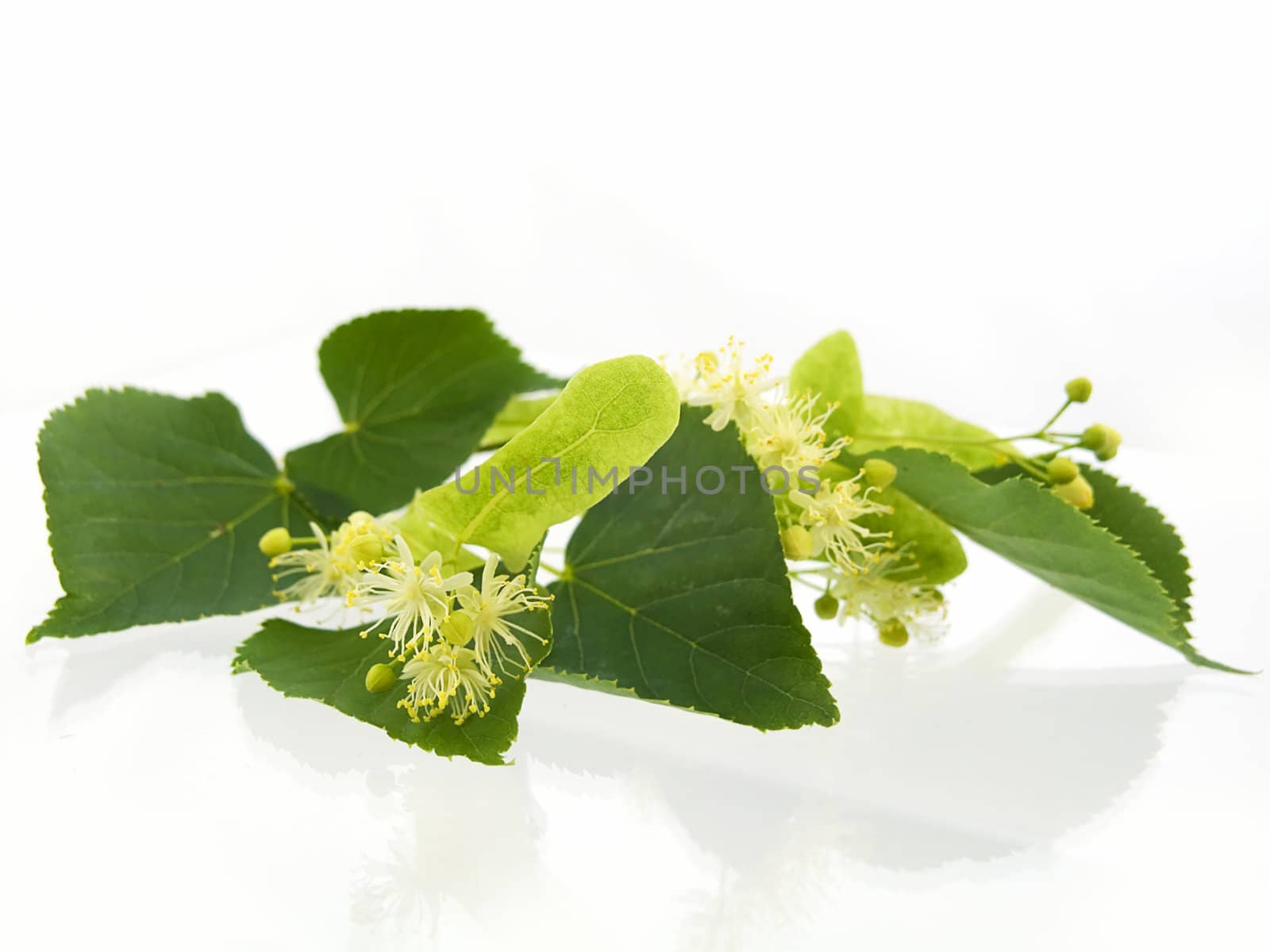 Branch and fruits of lime blossom isolated in a white background