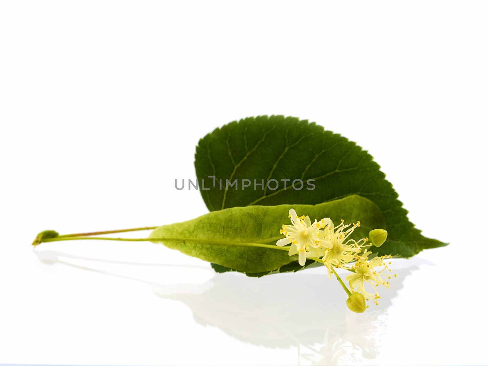 Branch and fruits of lime blossom isolated in a white background