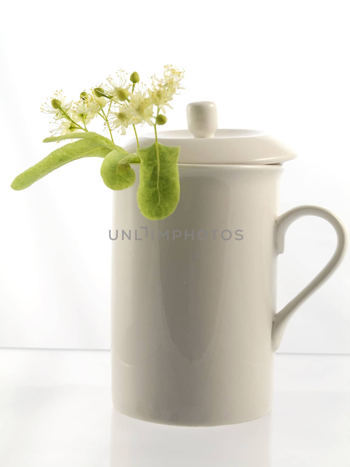 Branch and fruits of lime blossom isolated in a white background