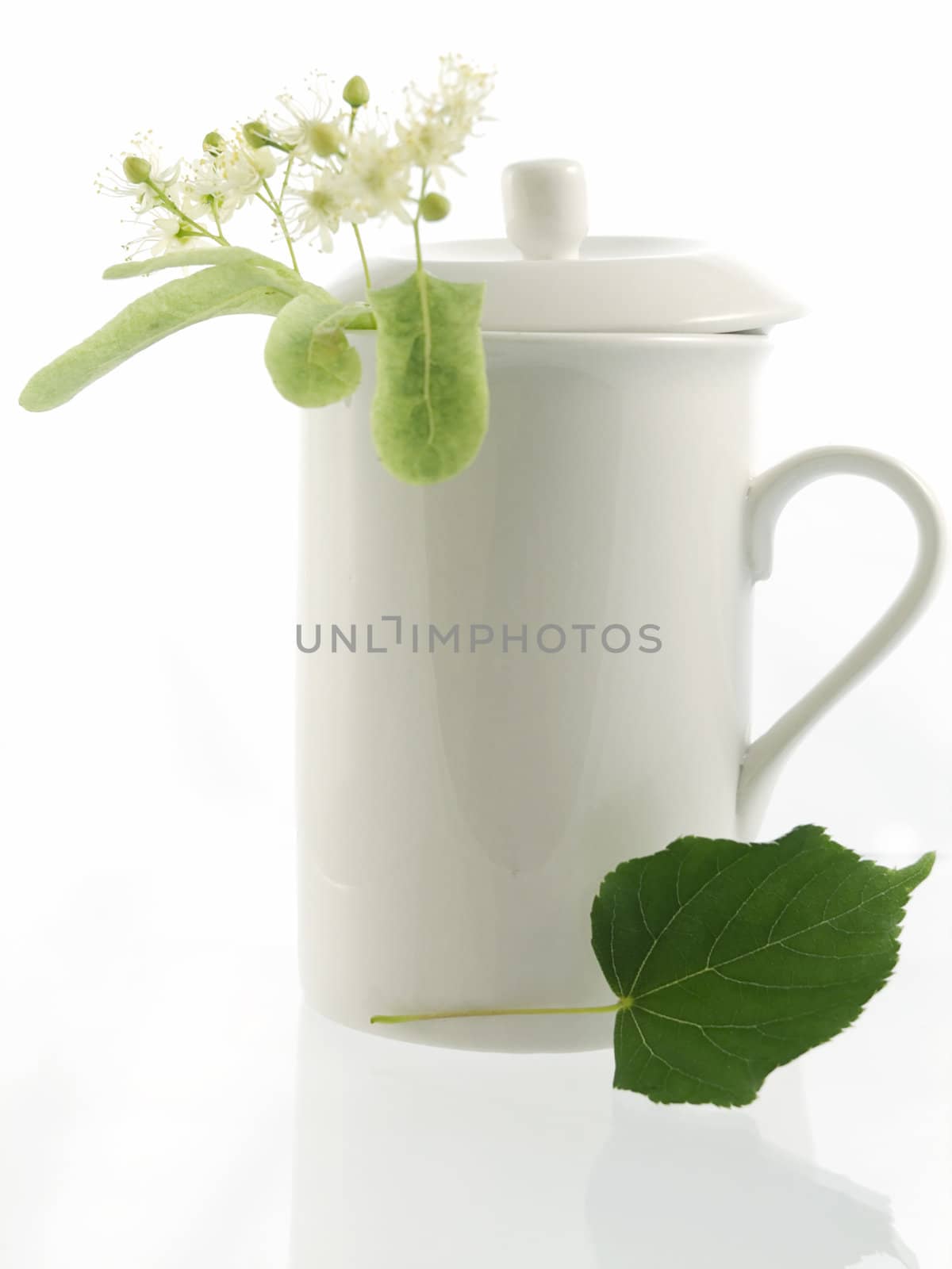 Branch and fruits of lime blossom isolated in a white background