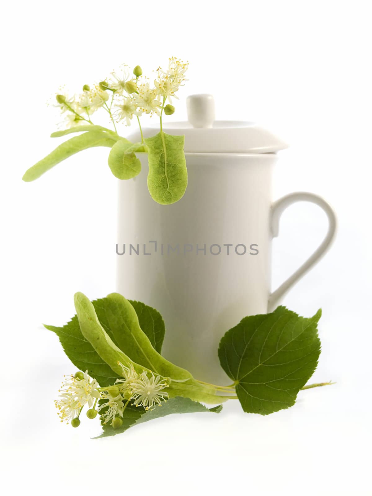 Branch and fruits of lime blossom isolated in a white background