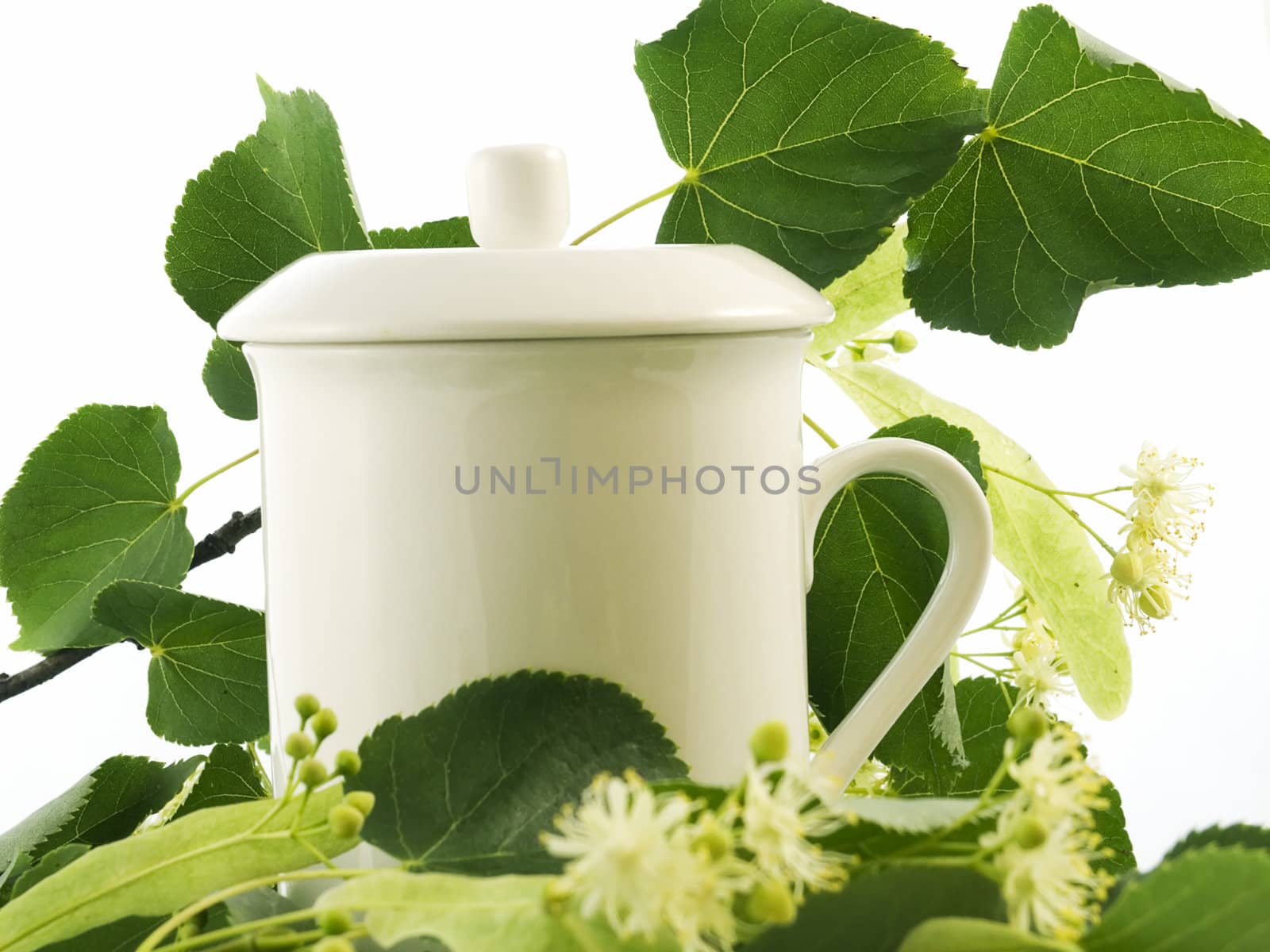 Branch and fruits of lime blossom isolated in a white background