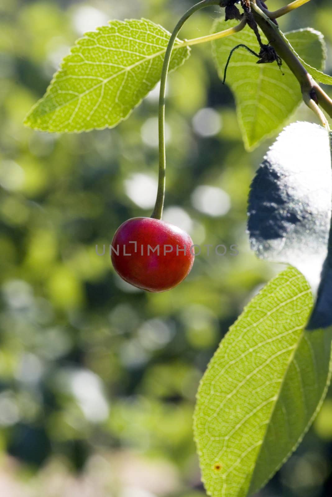 big sweet and juicily cherrie on a Tree.