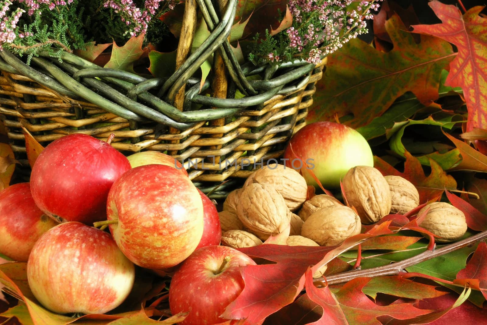 Autumn Cornucopia - colorful leaves 