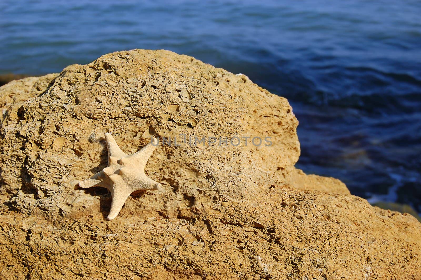 Starfish by Angel_a