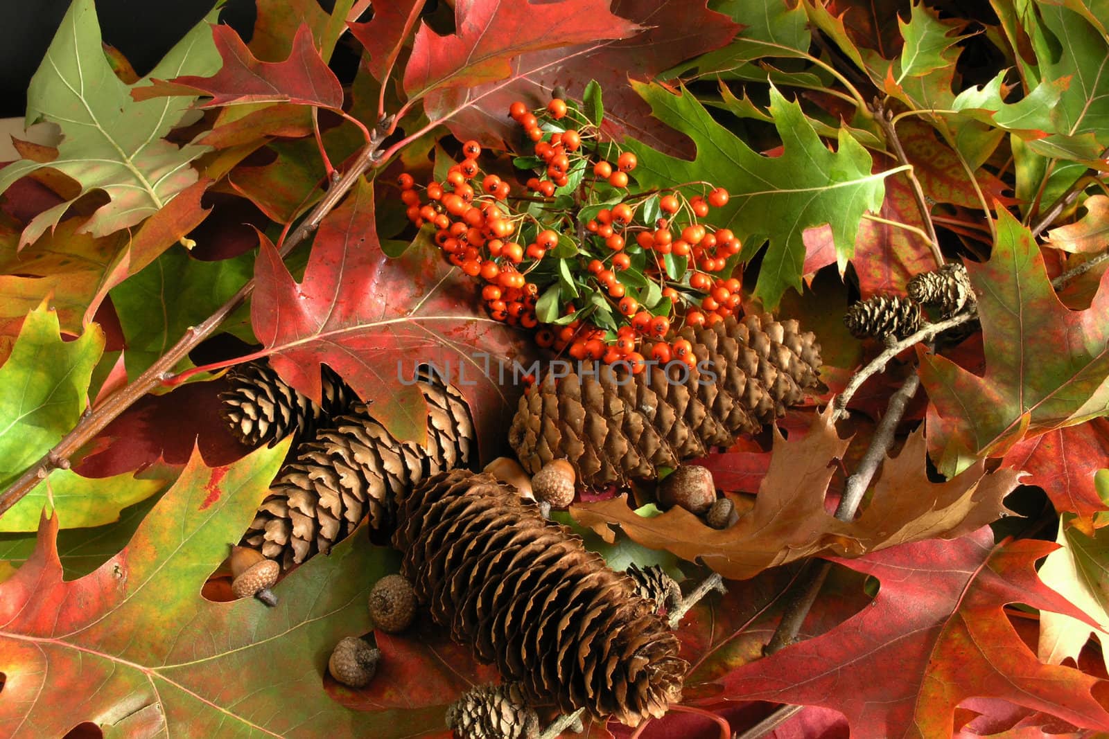 Autumn Cornucopia - colorful leaves 