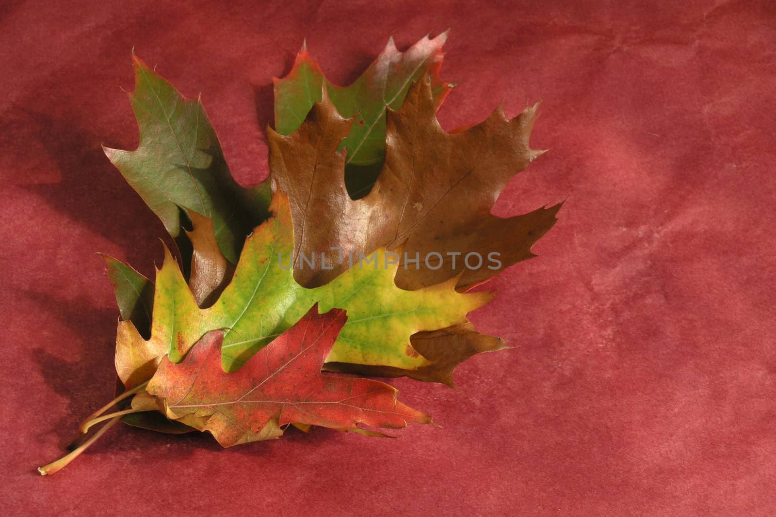 Autumn Cornucopia - colorful leaves on solid background