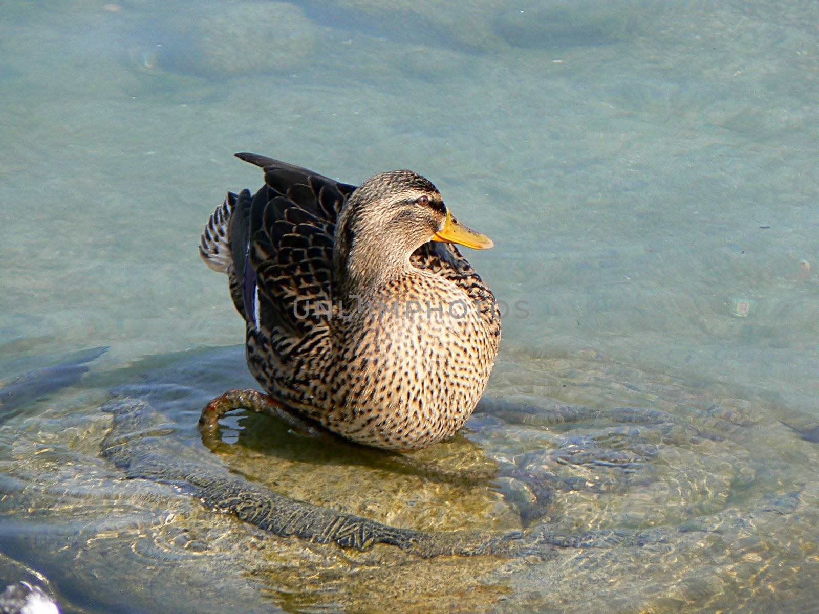 A duck on a stone in the water