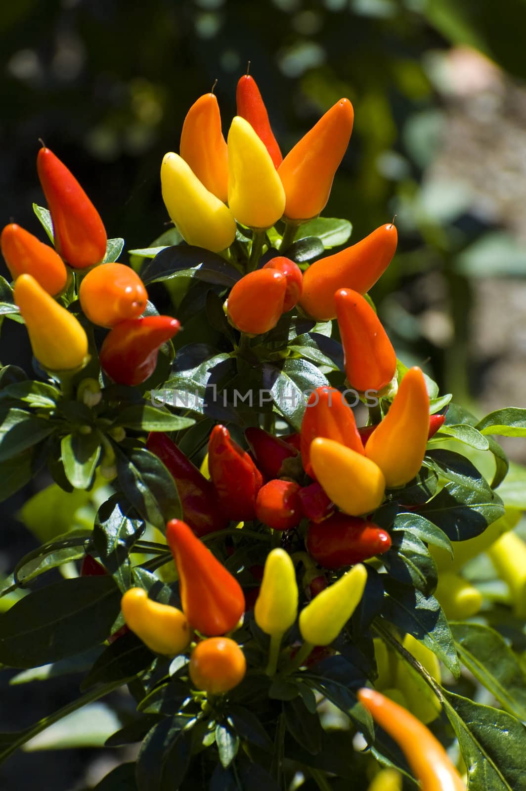 close-up shot of colorful small pepper plant