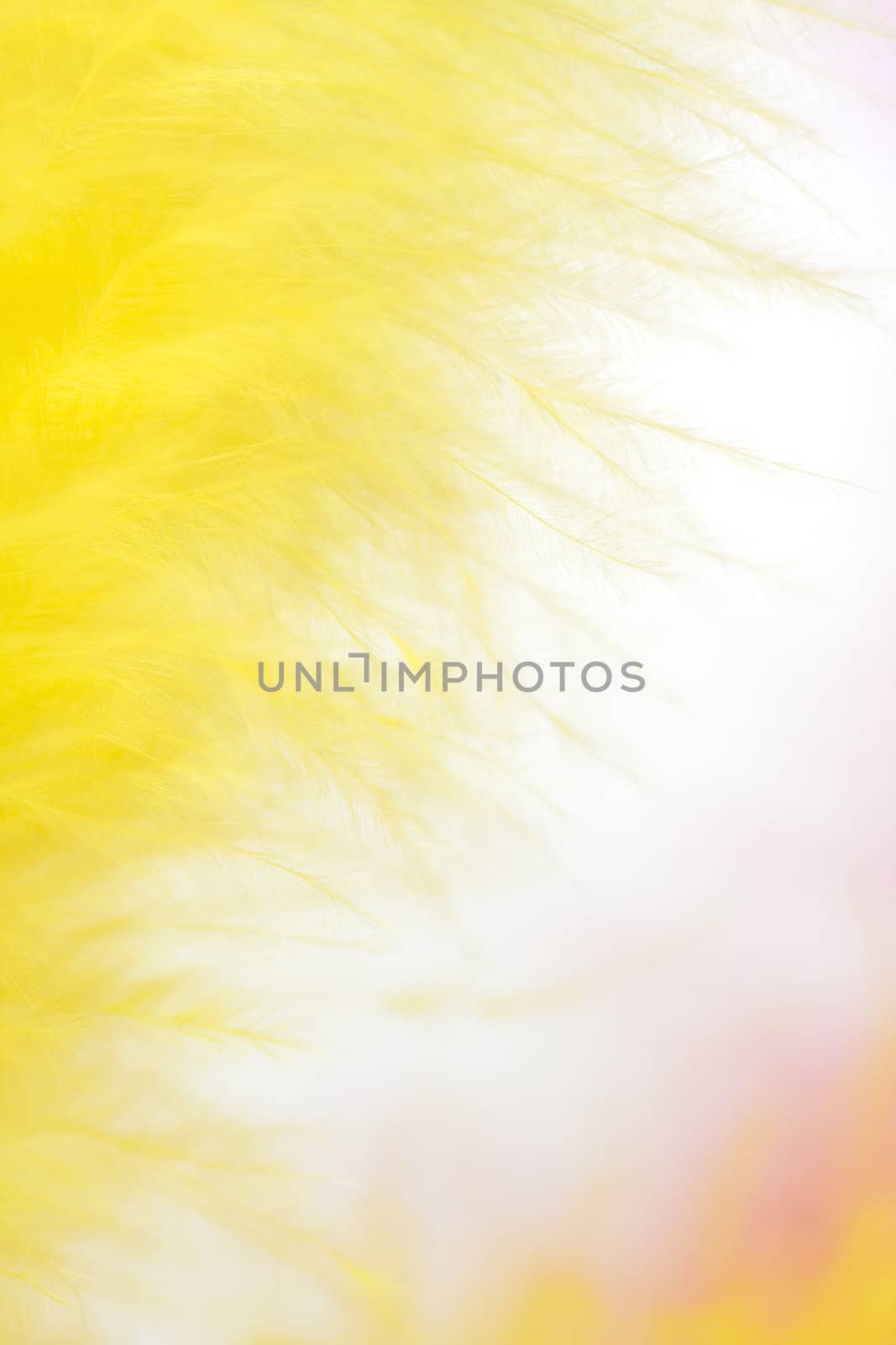 colorful feathers background by ctacik
