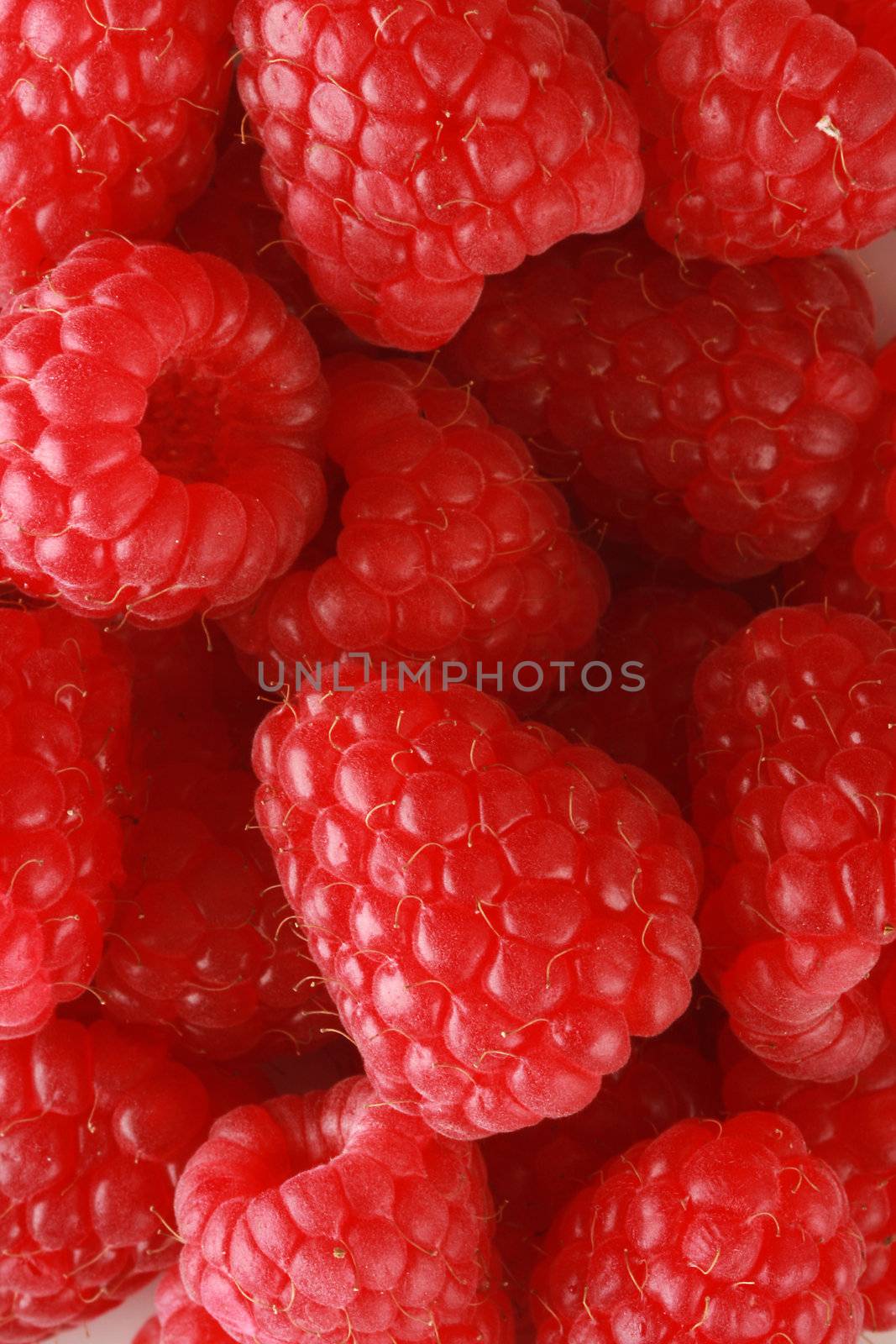 bunch of fresh raspberries shot in studio, great for backgrounds