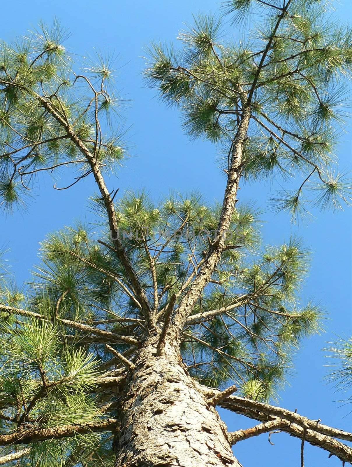 Up shot of Yellow Pine tree and blue sky