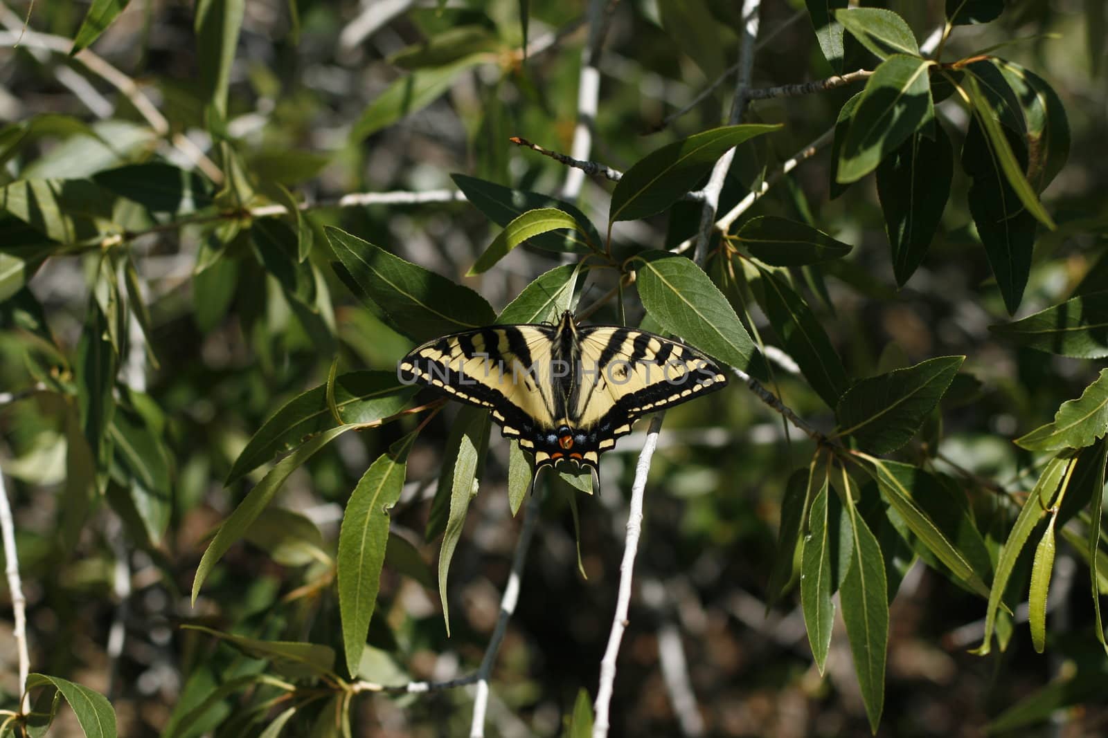 Butterfly on branch