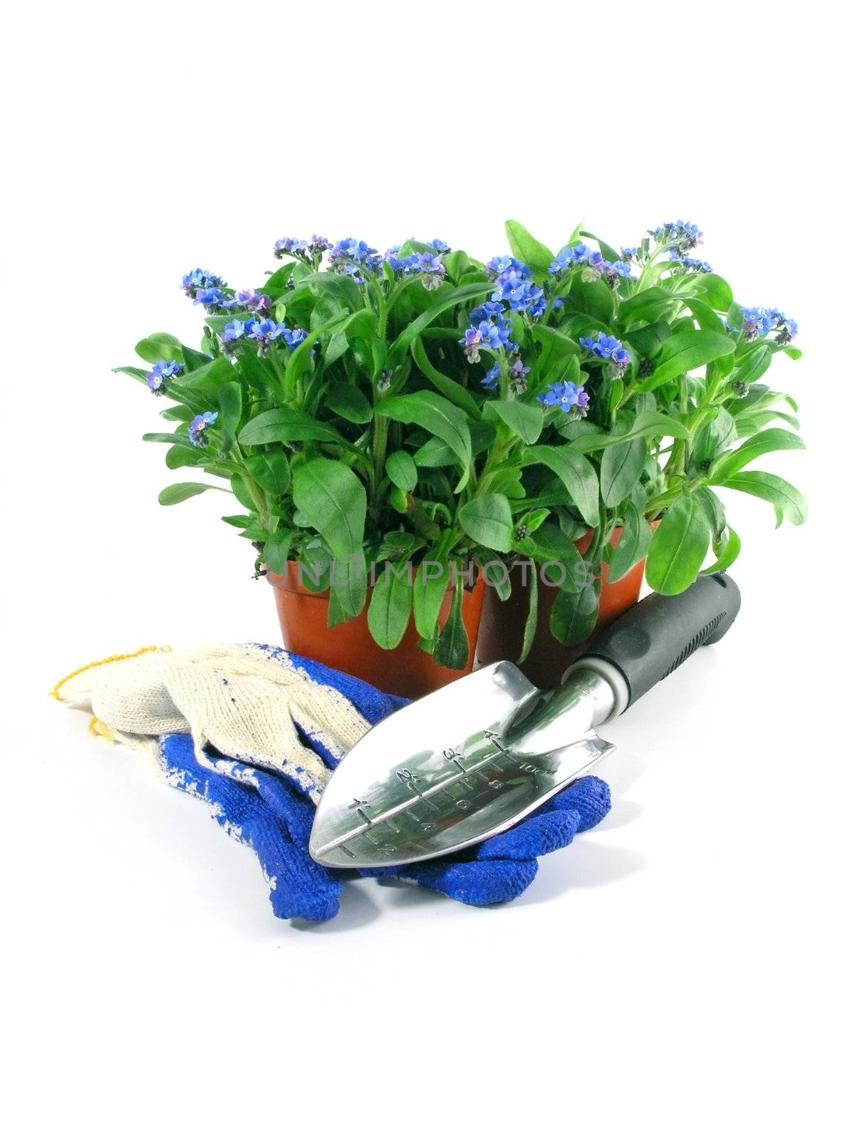 forget-me-not seedling in pot isolated on white background