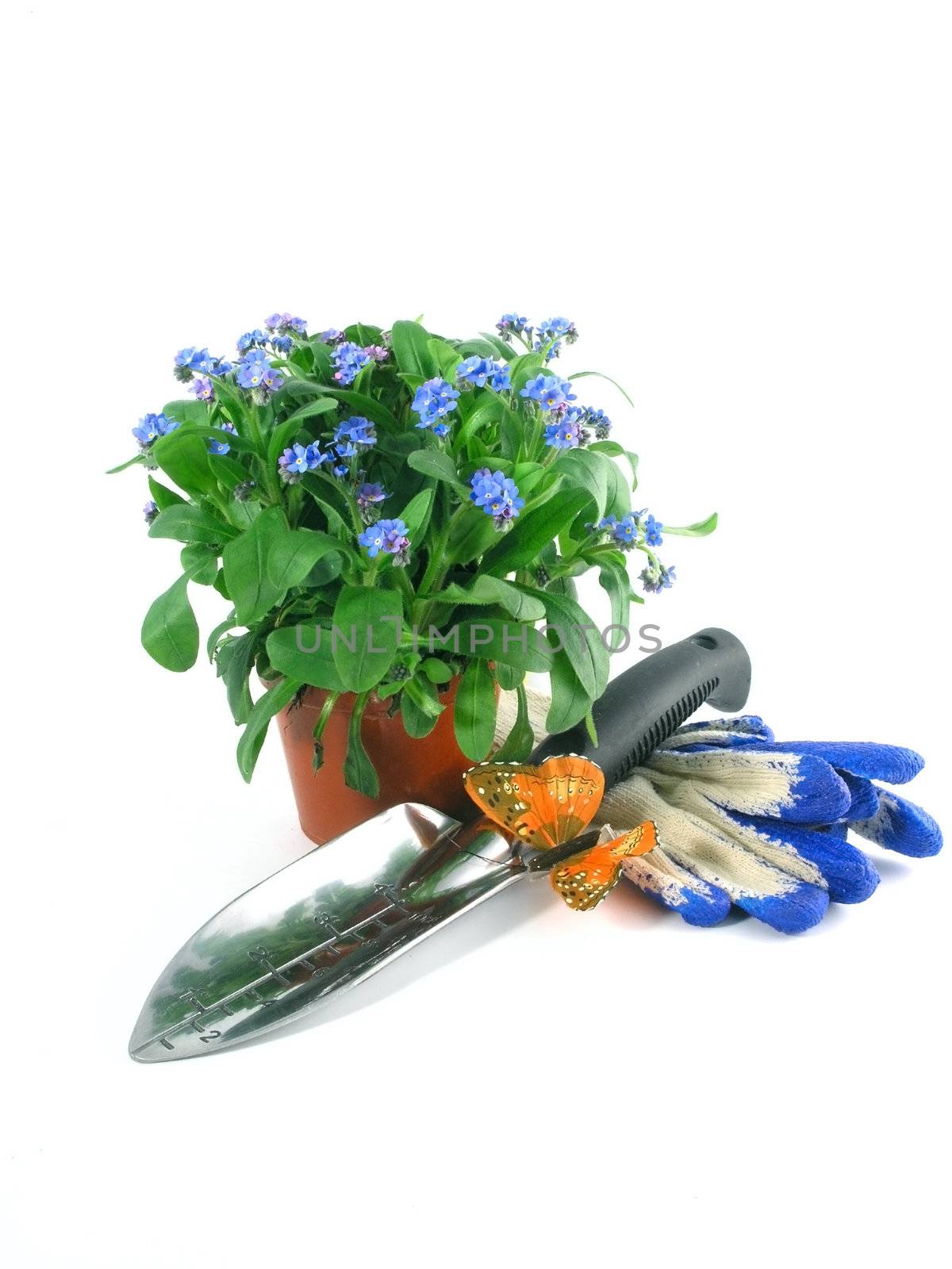 forget-me-not seedling in pot isolated on white background