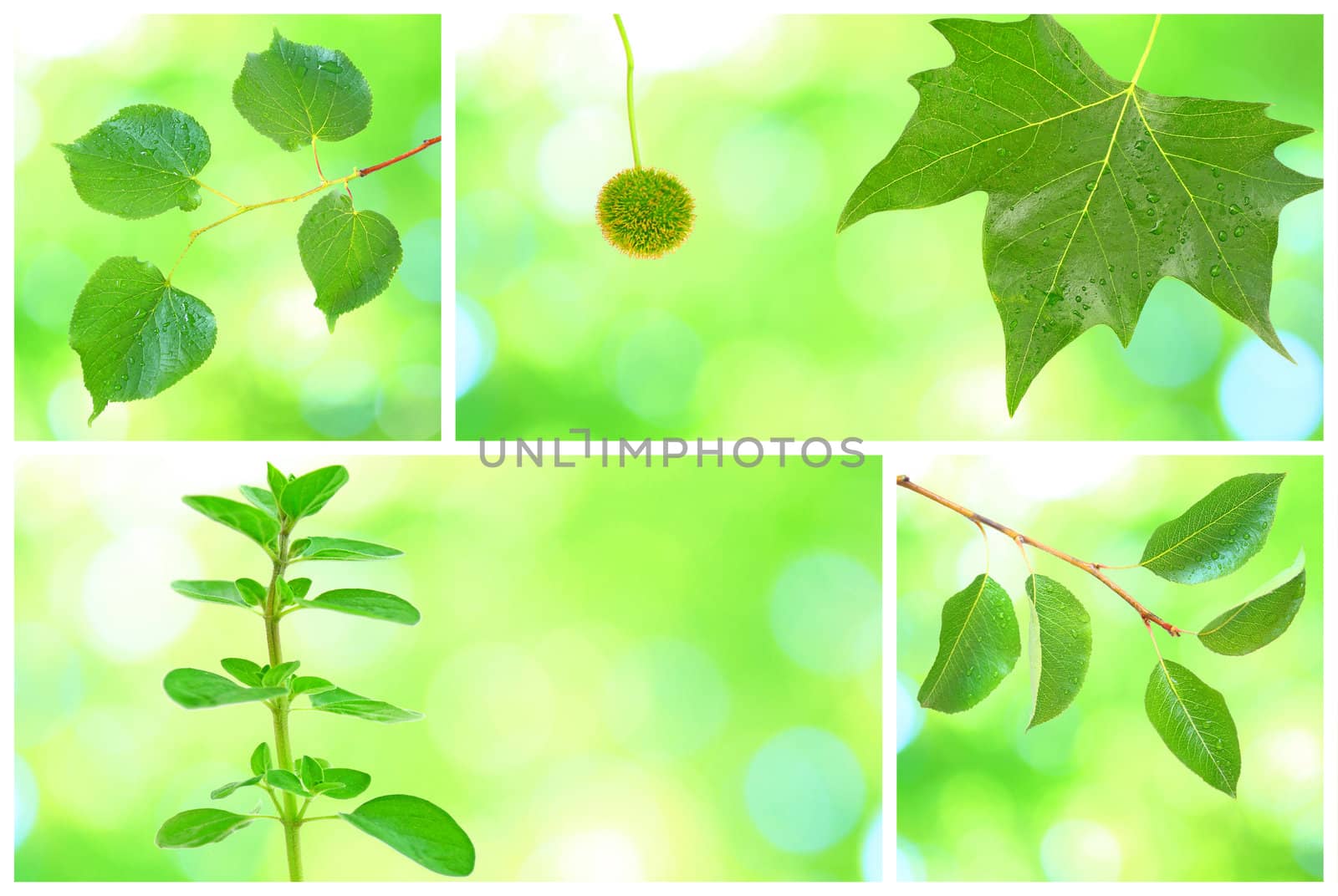 Collage of grenn leaves in spring by juweber