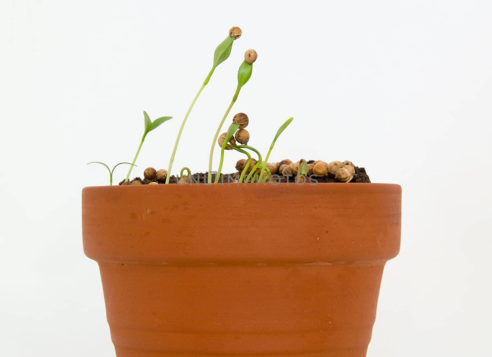 Seedling herbs growing in a very small pot.