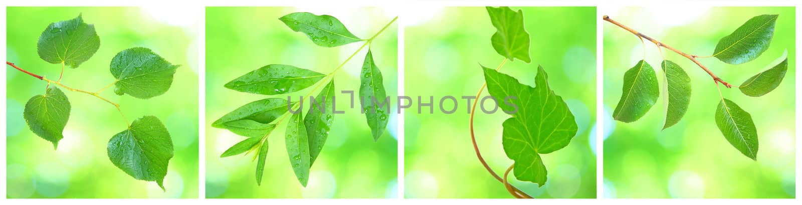 Collage of grenn leaves in spring