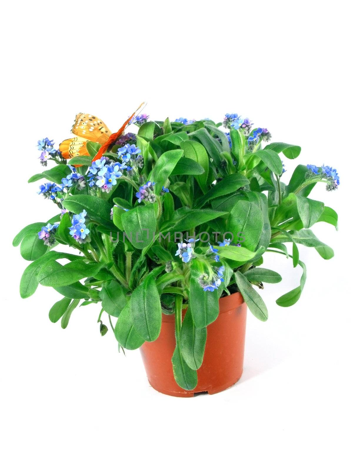 forget-me-not seedling in pot isolated on white background