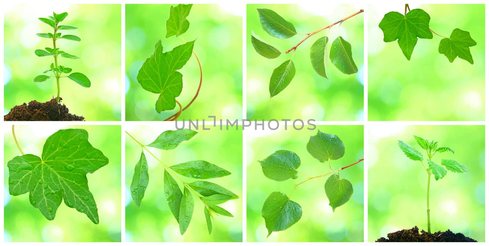 Collage of grenn leaves in spring by juweber