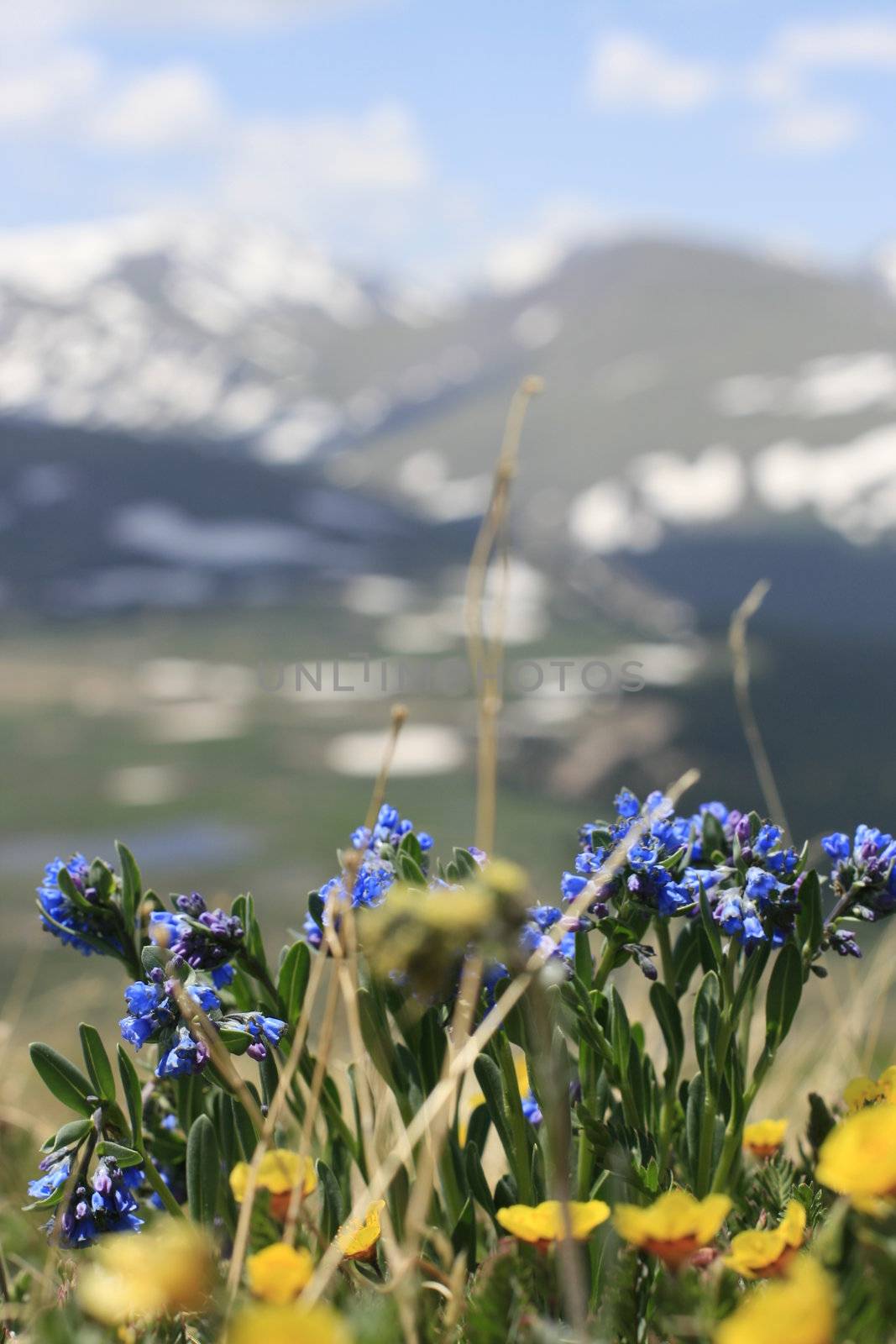 sharp color flowers with out of focus snow covered mountains