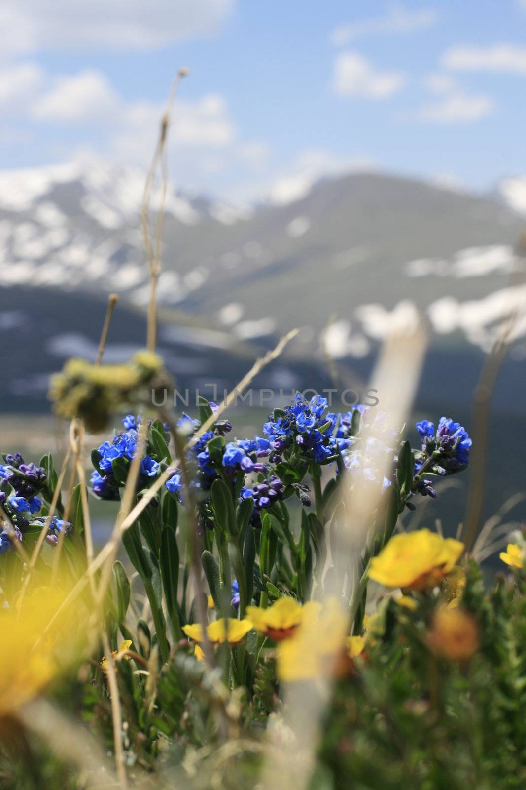 Flowers with mountain background by JrnGeeraert