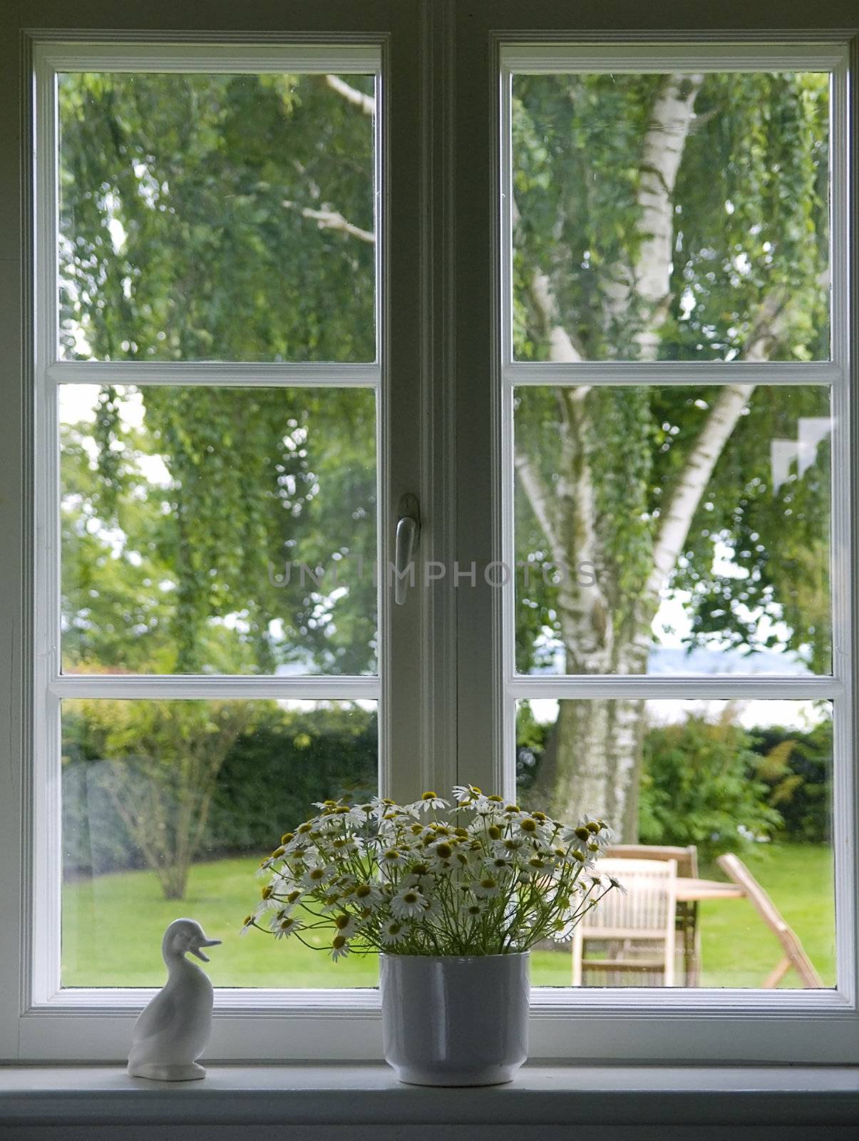 white flowers in flowerpot at window - springtime