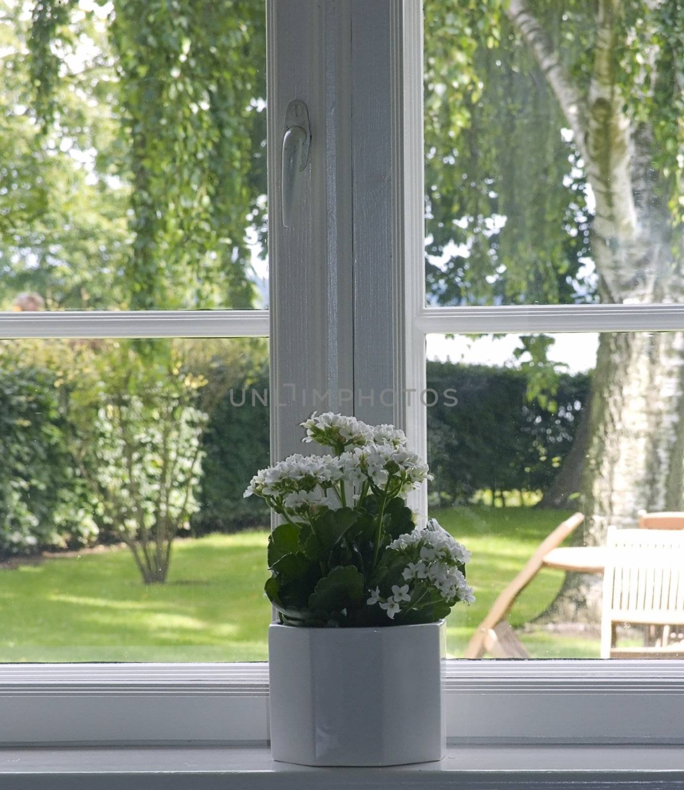 white flowers in flowerpot at window - springtime