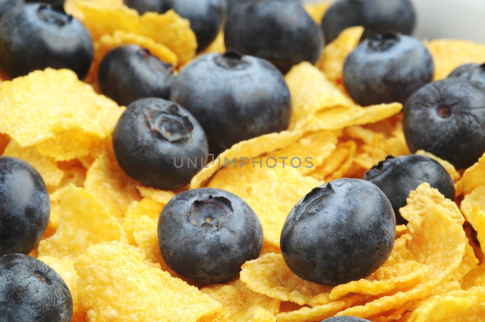 Blueberries by billberryphotography