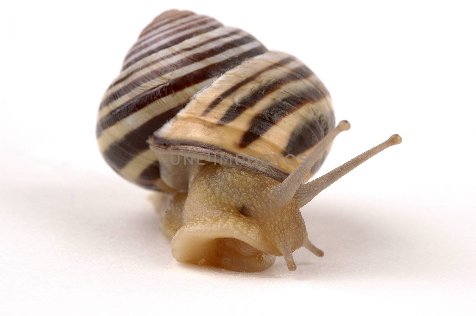 Close-up of a snail on a white background.