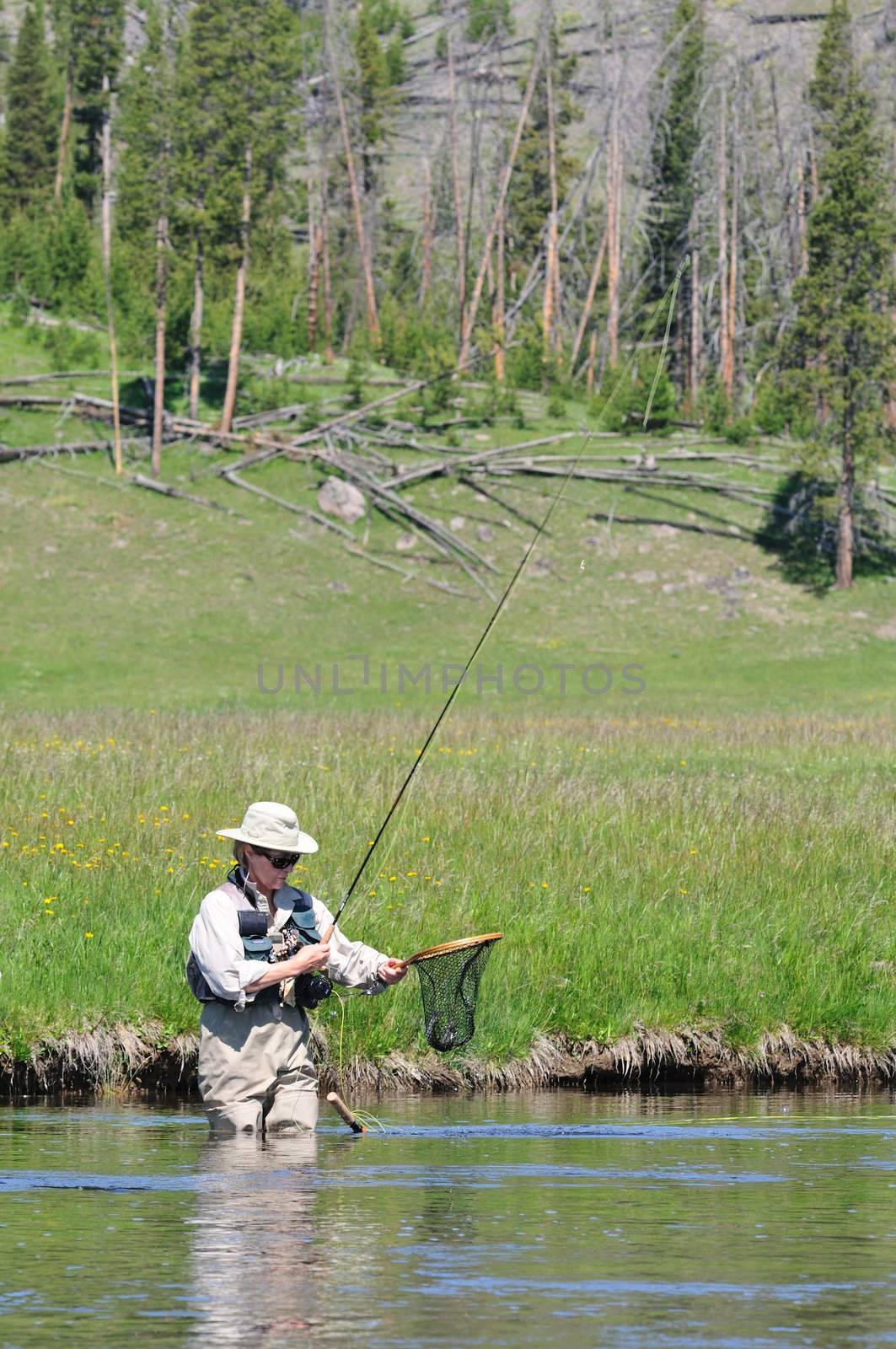 Active senior woman with a trout in her fishing net, wading the Firehole River in Yellowstone Park.