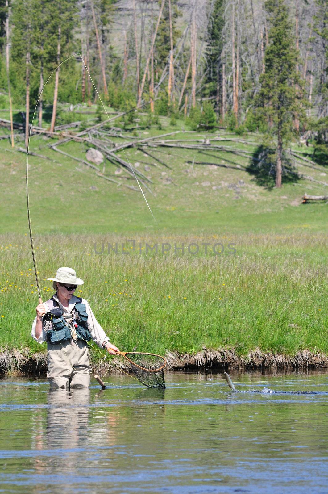 Active senior woman reaching out her net towards a trout in the water, wading the Firehole River in Yellowstone Park.