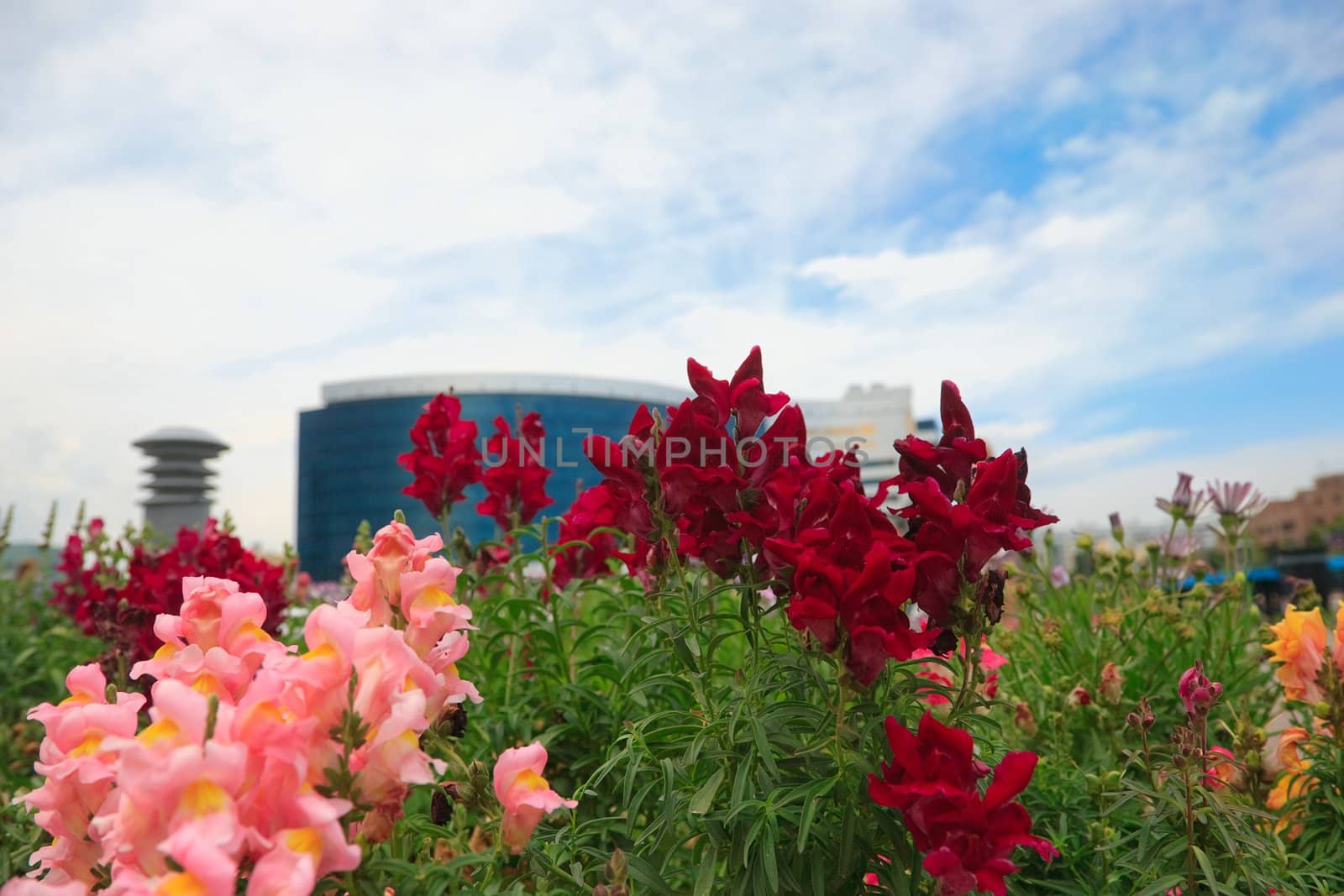 Summer city landscape. View over flowers. Astana, Kazakhstan