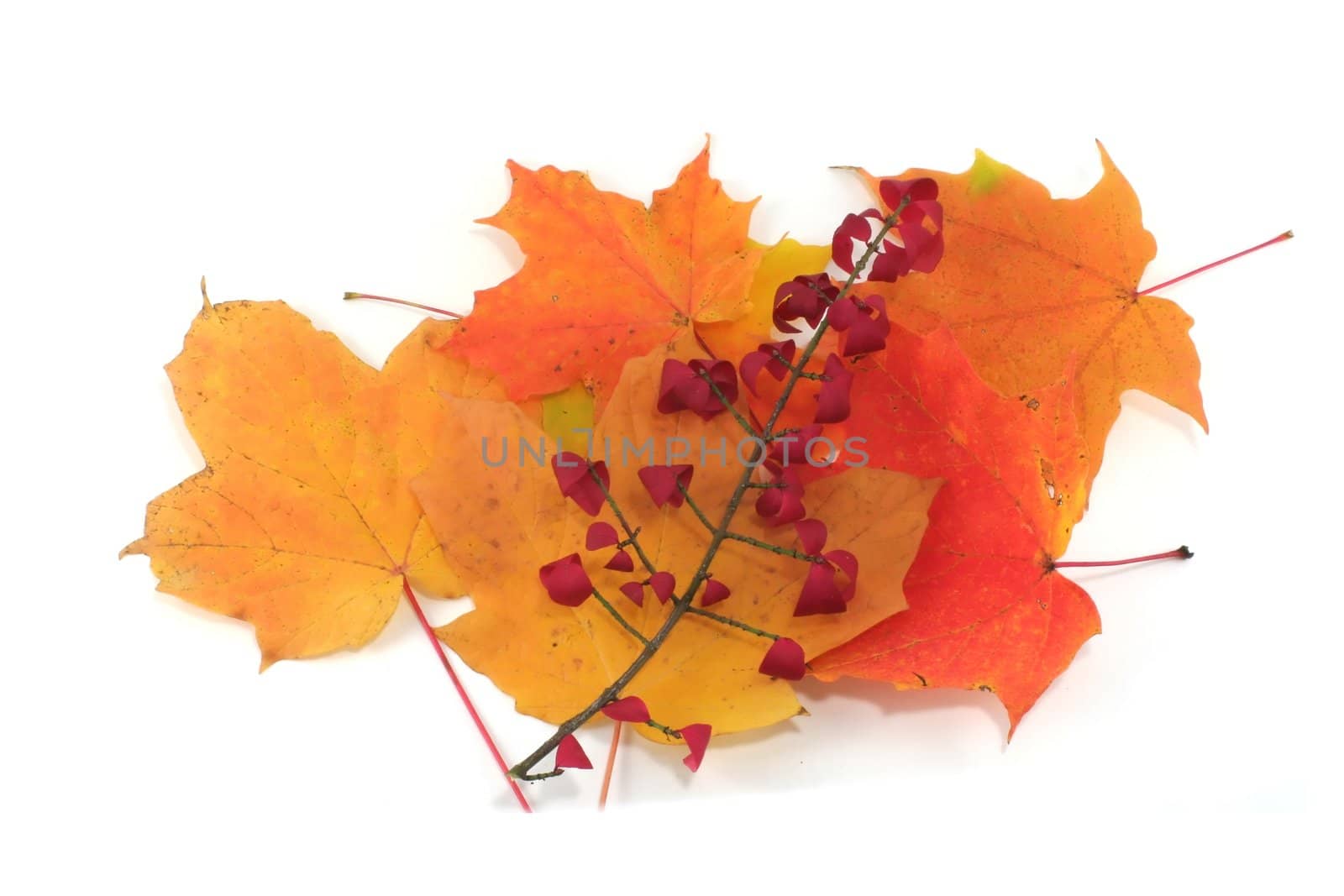 A pile of autumn leaves isolated on white.