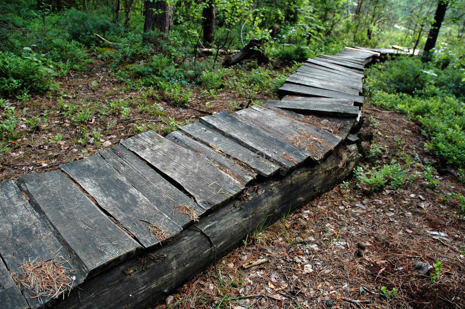 Footpath through a bog. by OlgaDrozd