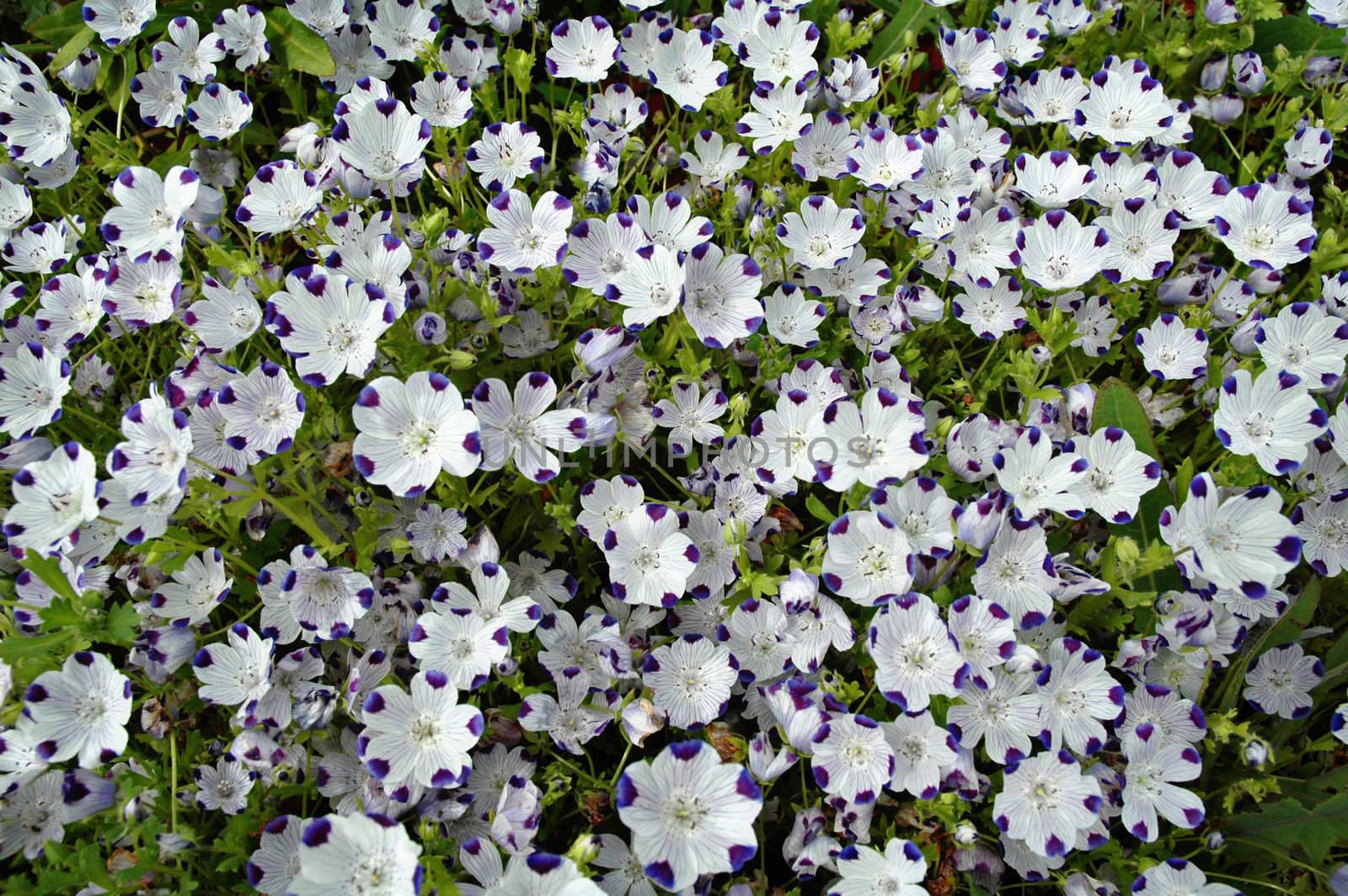 Motley flower background