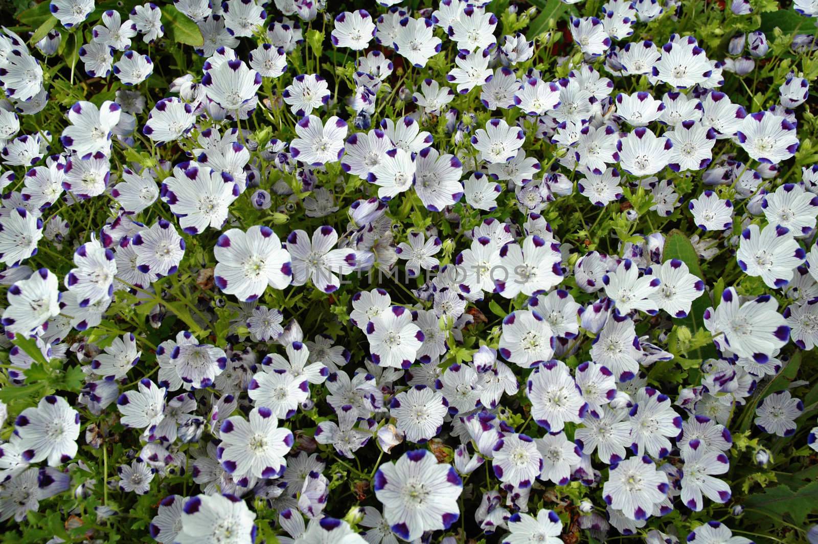 Nemophila by OlgaDrozd