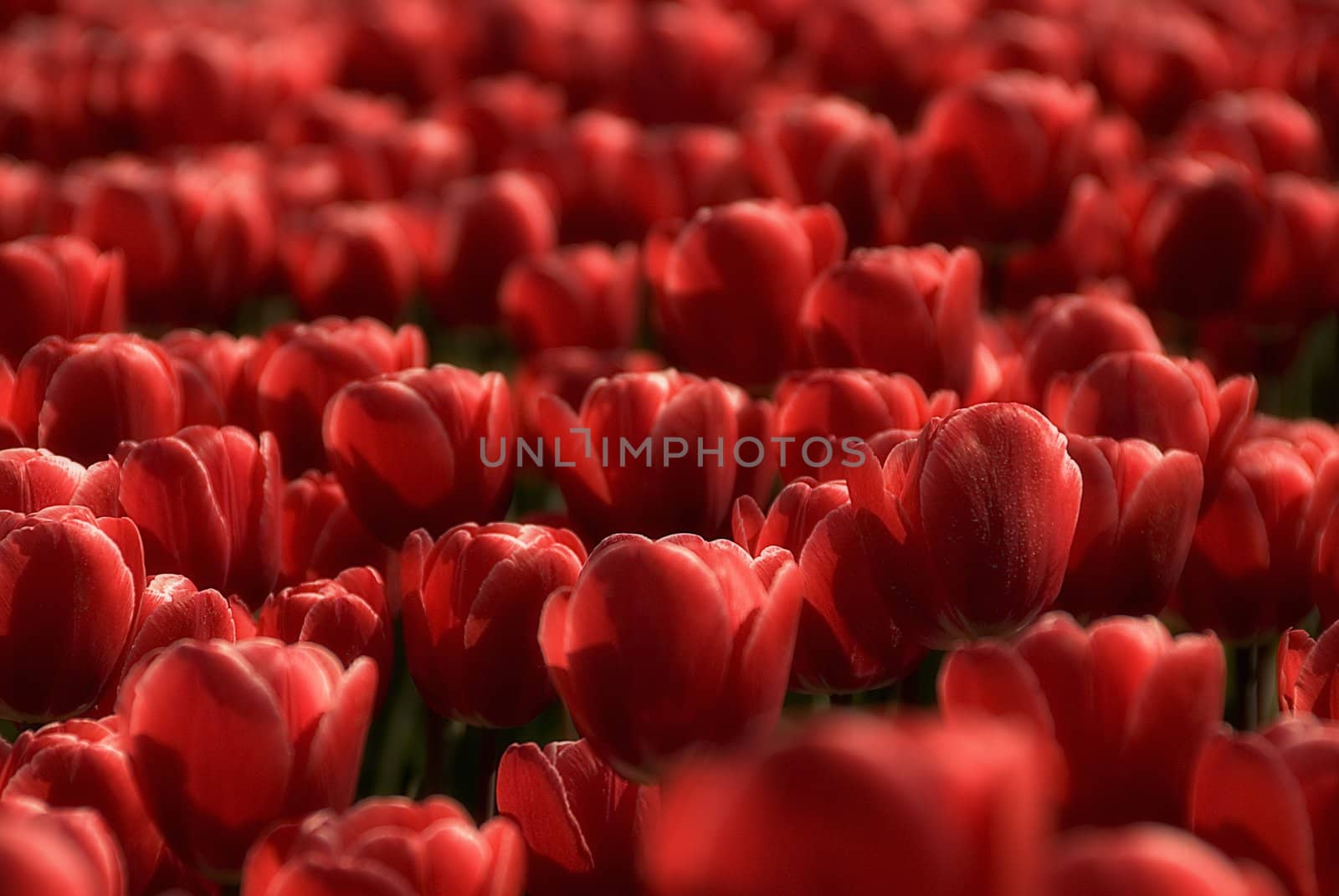 deep red tulips only by weknow