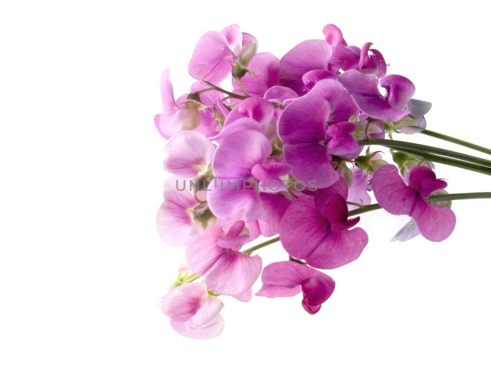 pink, beautiful sweet pea isolated on white background (soft focus)