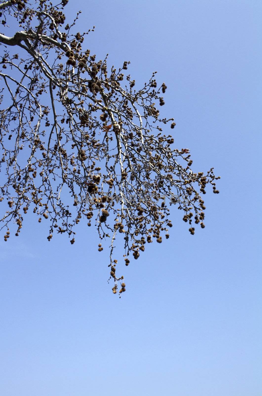 Maple branches in the sky