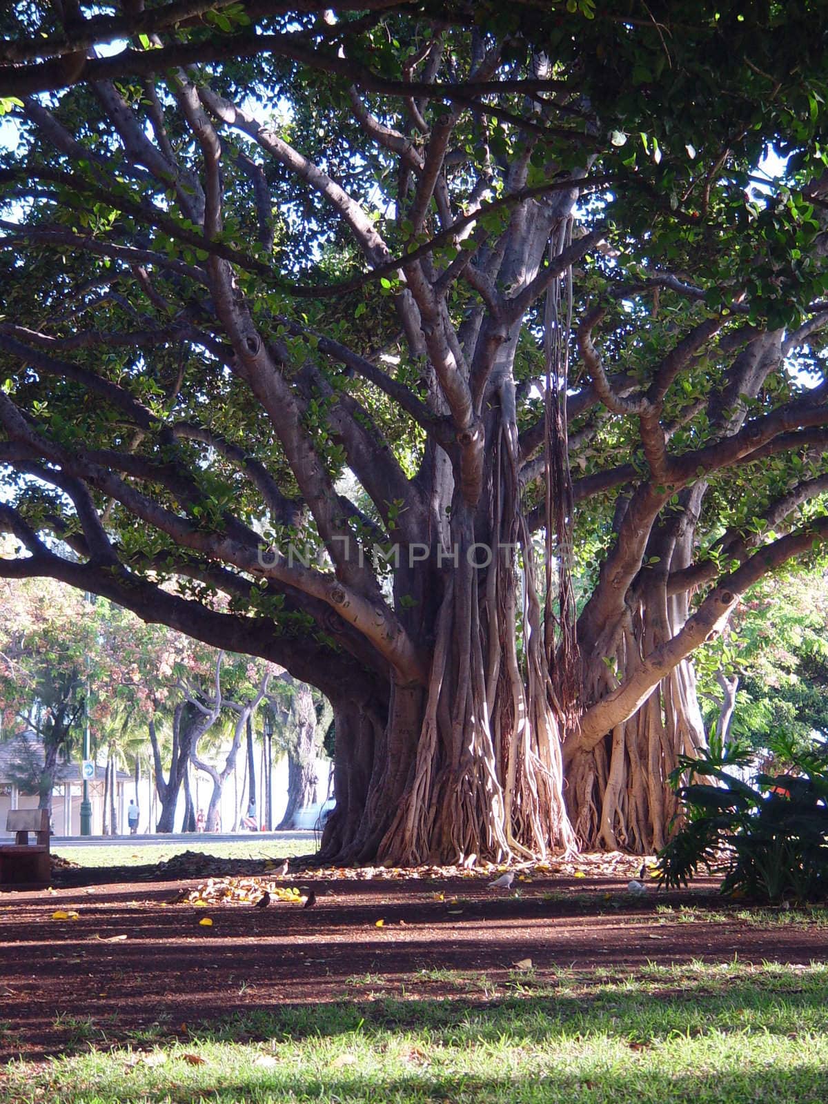 A banyan tree in a park in Hawaii.