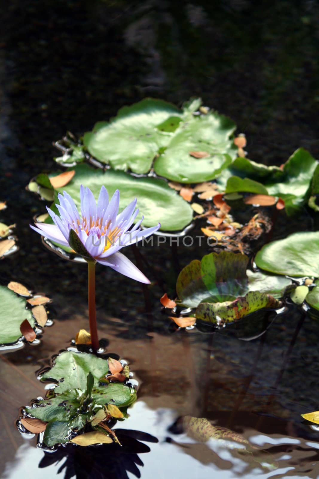 Lavender water lilly with lilly pads and water.