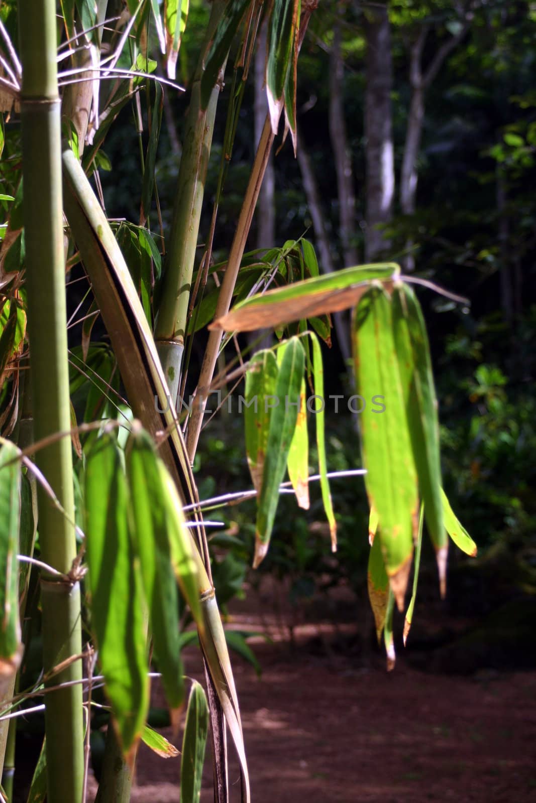 A bamboo steam and leaves in a rainforest.