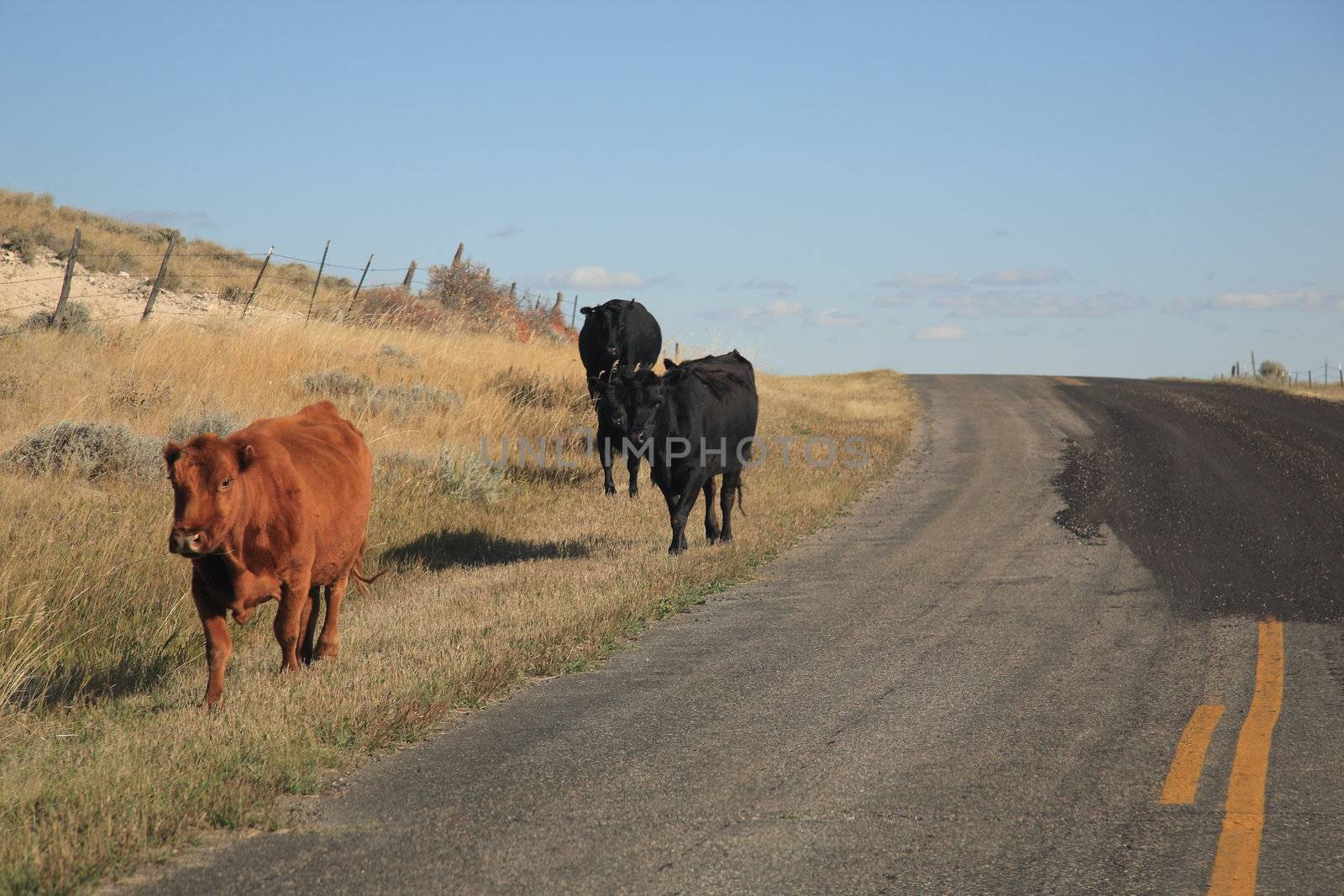 Wyoming Road and Cows by Ffooter