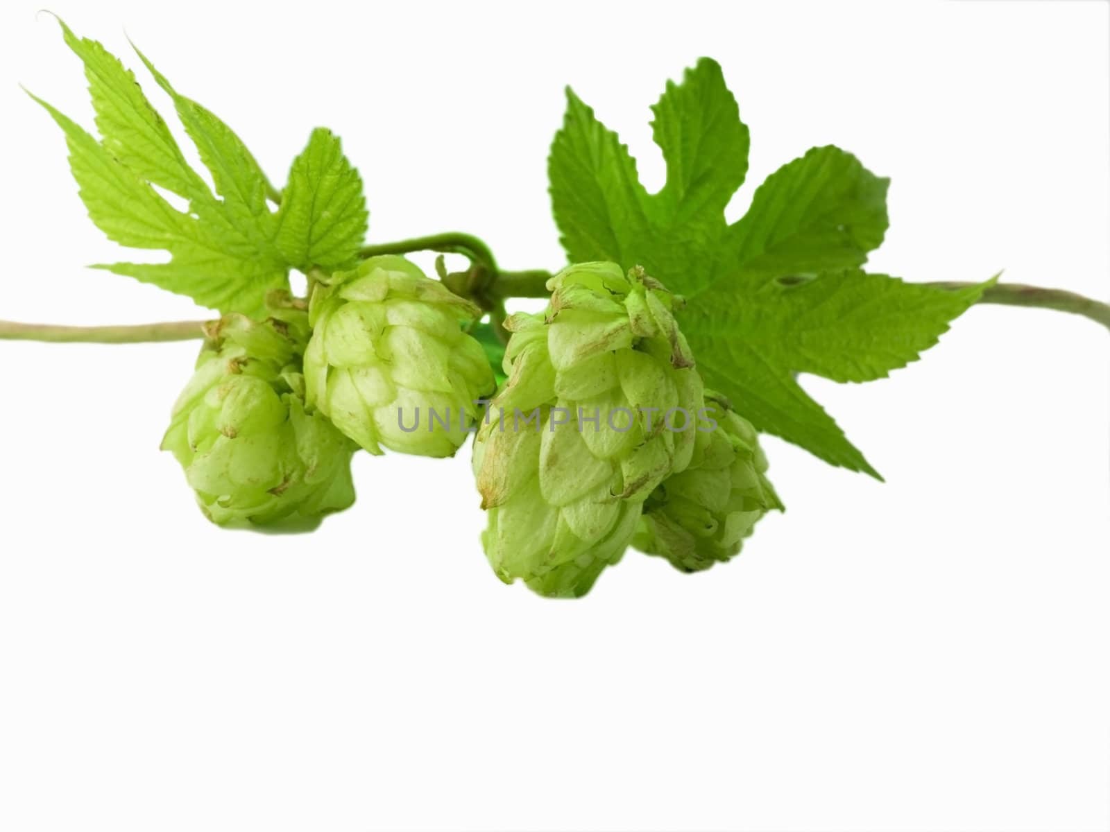 close-up of fresh, green hop isolated on white background