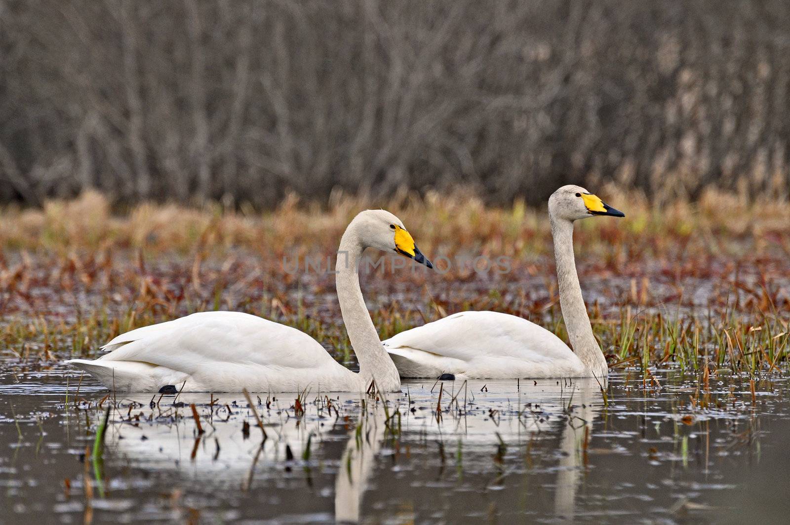 A couple of whooping swans swimming in a shallow pond during the spring.