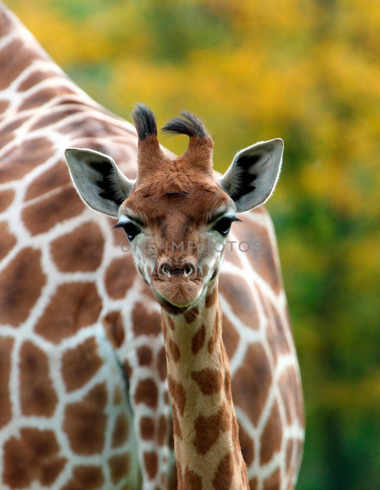 Cute baby Giraffe by speedfighter