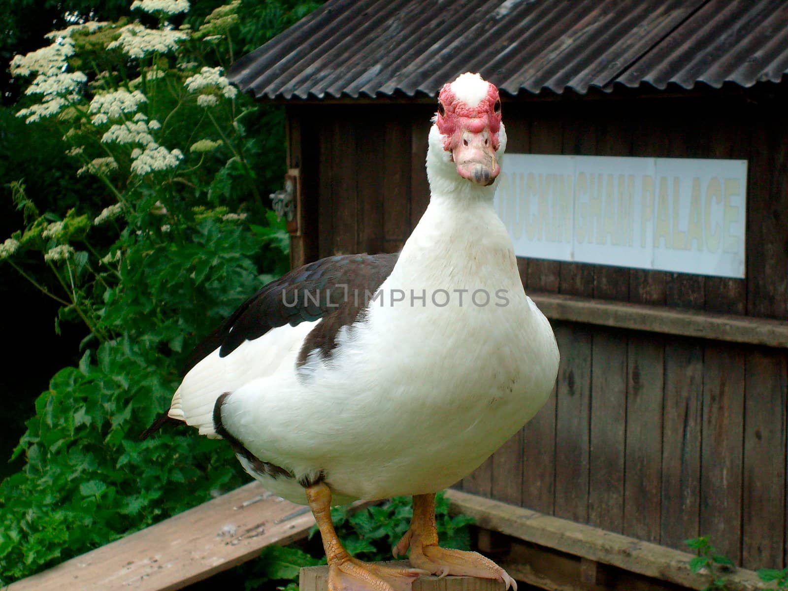 Portrait of duck sat on a fence, shed behind says duckingham palace.