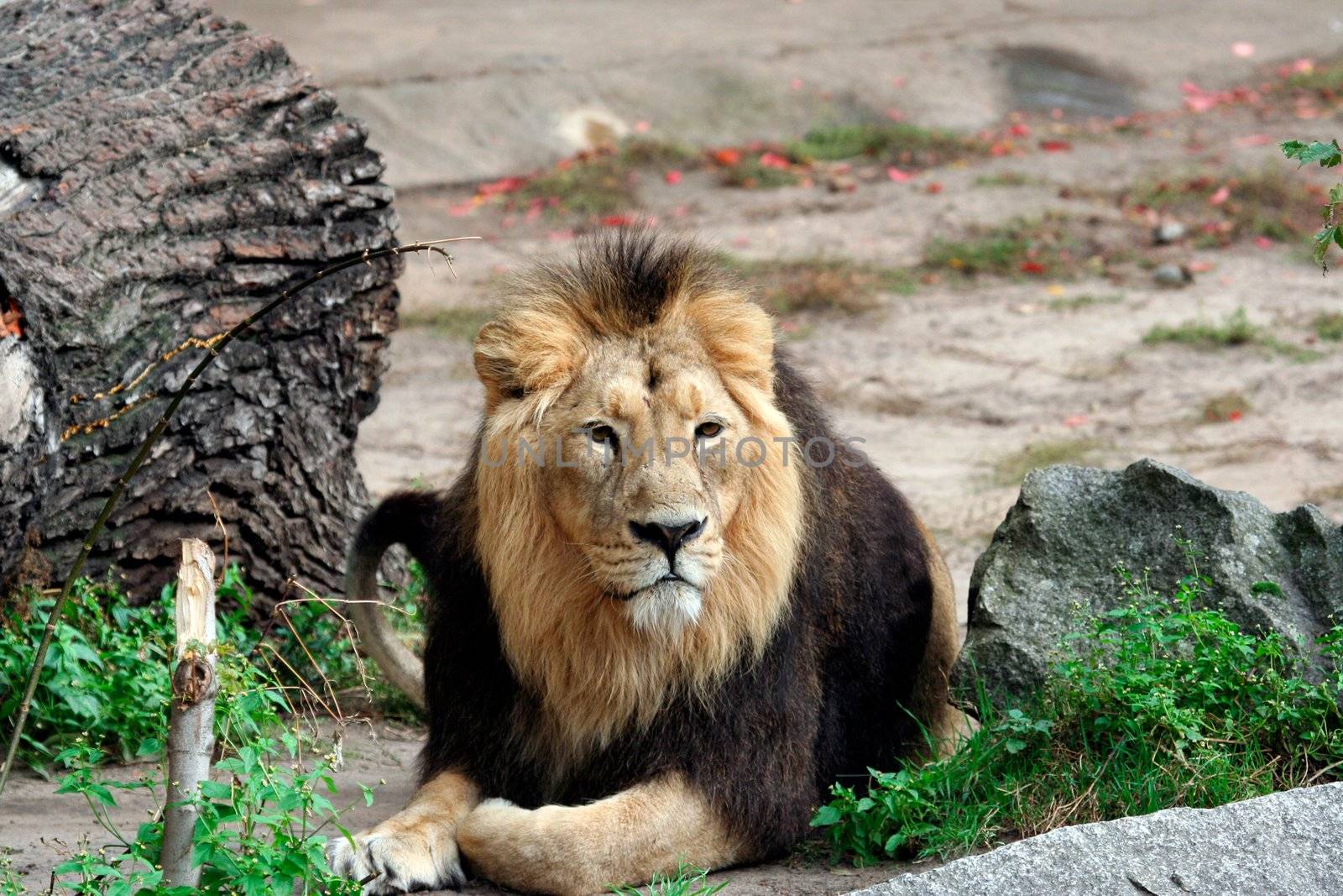 Noble looking adult male lion lying on ground.