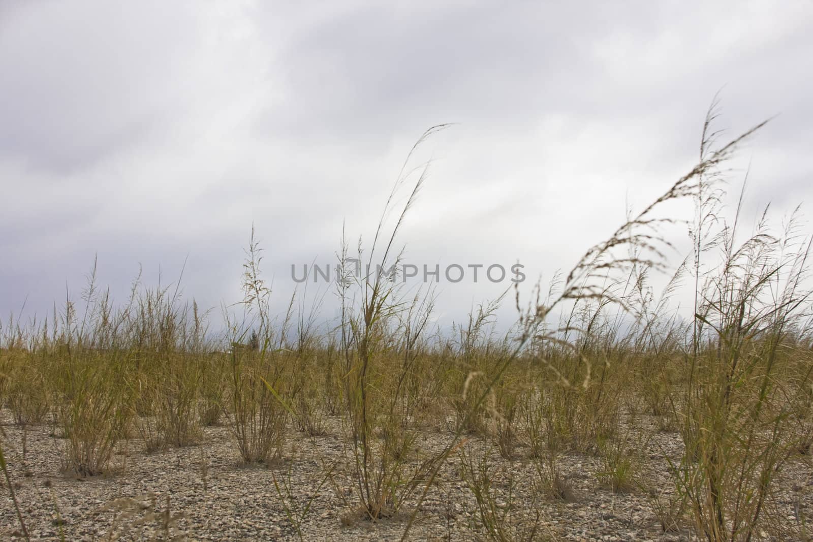 Yellow dry grass on a background of the sky by cozyta